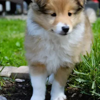 Luxiole Angel By Your Side – Shetland Sheepdog Welpe, Baden-Württemberg, Criado por Luxiole