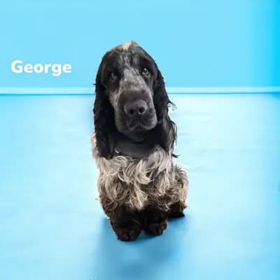 George