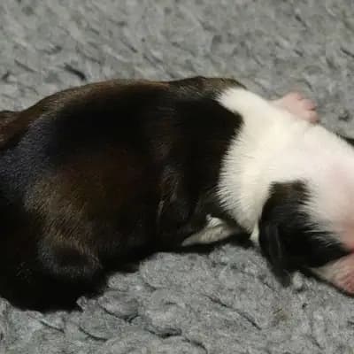 Klaus – Tibet Terrier Welpe, Niedersachsen, 由...饲养 von Rmi.lam Khyi