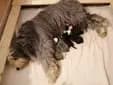 Leo – Bearded Collie Welpe, Sachsen, 由...饲养 Heart Diamond Bearded Collies