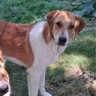 Camil – Ciobanesc Romanesc Carpatin, Brandenburg, Im Tierheim Tierschutzverein Pfote sucht Glück e.V.