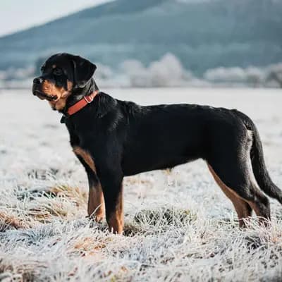Rottweiler