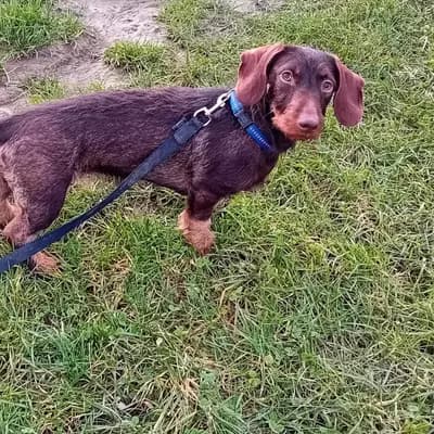A-Wurf – 腊肠犬 Wurf, Bayern, 由...饲养 Dackel vom Schwindauer-Land