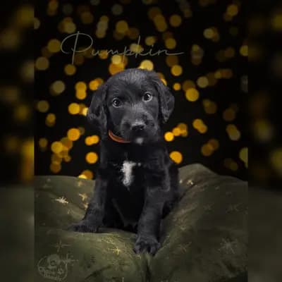 Pumpkin – Labradoodle (Labrador x Pudel) Welpe, Niedersachsen, Raised by ChocoDoodle