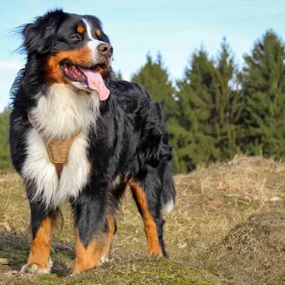 Berner Sennenhund – Hunderasse