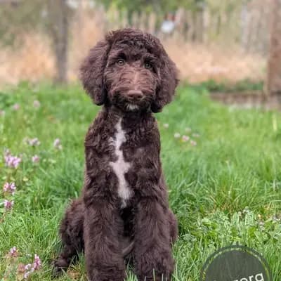 Aqua - braune Großpudel / Königspudel Hündinnen mit Papieren – Großpudel (Königspudel) Welpe, Niedersachsen, 由...饲养 ChocoDoodle