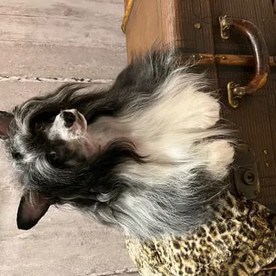 C-Wurf – 中国冠毛犬 Wurf, Hessen, 由...饲养 Like Ice in the Sunshine