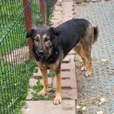 Freya – Mischling, Im Tierheim Animal Souls e.V.