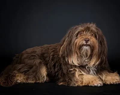 Sophie