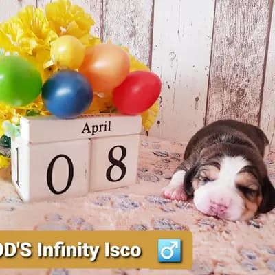 Isco – Beagle Welpe, Bayern, 由...饲养 Master of Dumphill Beagle Kennel