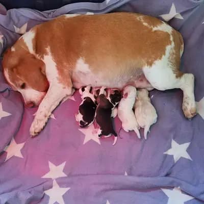 Beagle Welpen mit Papieren Reinrassig – Beagle Welpe, Baden-Württemberg, 由...饲养 Beagle vom Liebensteiner Schloss