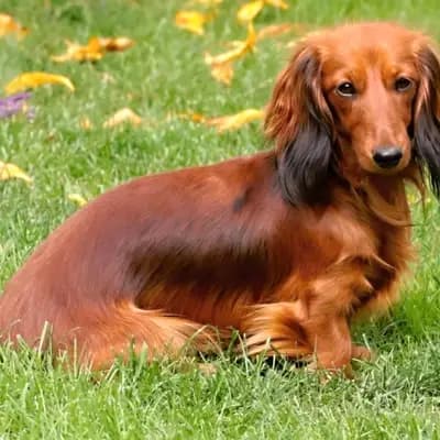 Vrh D – 腊肠犬 Wurf, Plzeňský kraj, 由...饲养 Zucht - Camnika Art, Pilsen, CZ