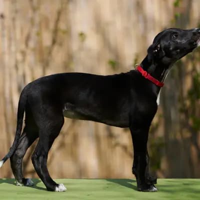 Dulcinea – Galgo Espanol Welpe, Niedersachsen, 由...饲养 del Luna y Sol