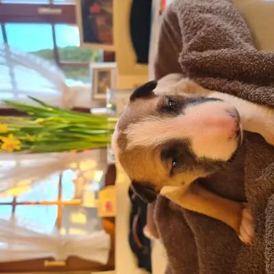 Apollo – Miniature Bullterrier Welpe, Baden-Württemberg, 由...饲养 Von den Walliser's