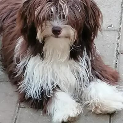 Watson