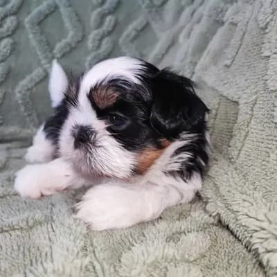 Nash – Shih Tzu Welpe, Saxony-Anhalt, Yetiştirildi Garden of Little Lions