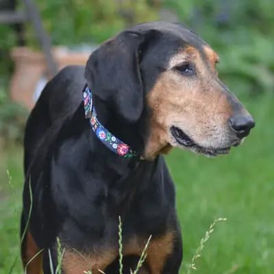 Laufhund / Hündin – Gordon Setter Welpe, Bayern, 由...饲养 Black Devil´s