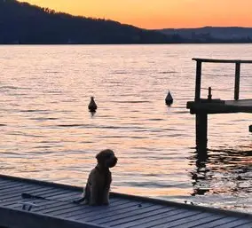 J-Wurf – Australian Labradoodle Wurf, Saarland, Raised by Sunshine-Doodle