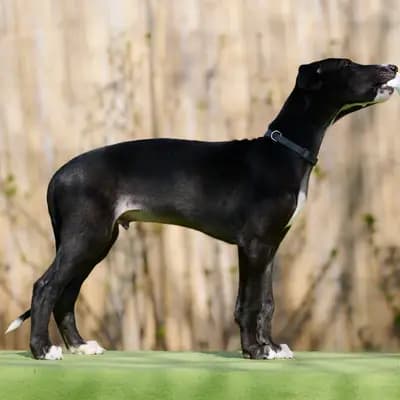 Donatello – Galgo Espanol Welpe, Niedersachsen, 由...饲养 del Luna y Sol