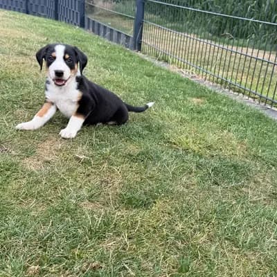 Appenzeller Sennenhund Welpen Abgabebereit – Appenzeller Sennenhund Welpe, Nordrhein-Westfalen, Opdrættet af Dieters Hundezucht