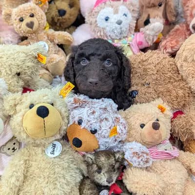 Ayko – Labradoodle (Labrador x Pudel) Welpe, Niedersachsen, Raised by ChocoDoodle