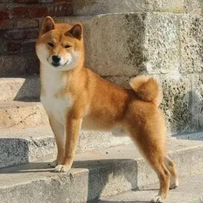 Chiyo