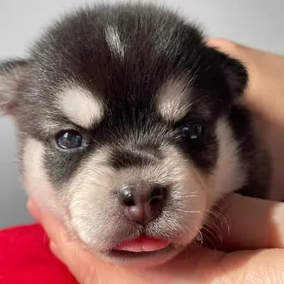 Biene – Alaskan Klee Kai Welpe, Baden-Württemberg, 由...饲养 Alaskan Klee Kai at Aurora
