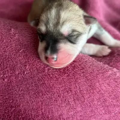 K... – Siberian Husky Welpe, Nordrhein-Westfalen, 由...饲养 Meister Pet'z