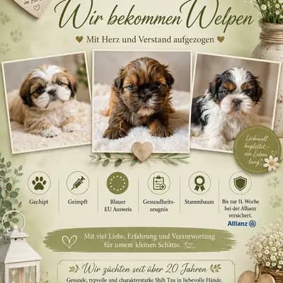 Wir bekommen Welpen – Shih Tzu Welpe, Hessen, 由...饲养 Shih Tzu made in Germany