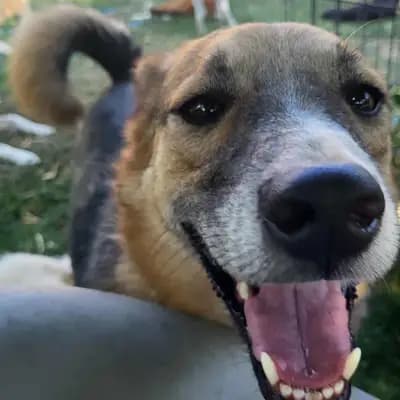 Jimmy – Mischling, Im Tierheim Animal Souls e.V.