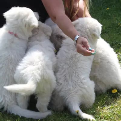 Weisse Schäferhund Welpen – Weißer Schweizer Schäferhund Welpe, Bayern, 由...饲养 Weisse Sternchen aus Grossweingarten