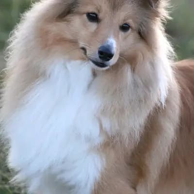 Lucy
