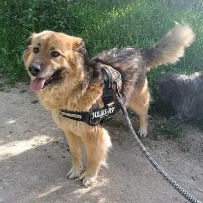 Jessy bei unserer Pflegestelle in 46286 Dorsten – Mischling, Im Tierheim Animal Souls e.V.