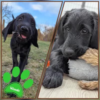 Fruit and Veggies – Labradoodle (Labrador x Pudel) Welpe, Niedersachsen, Raised by ChocoDoodle