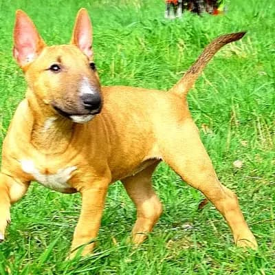 Emma – Miniature Bullterrier Welpe, Niedersachsen, 由...饲养 Kawaakari