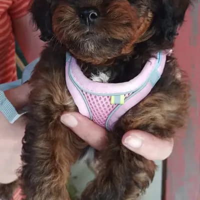 Lenya – Shih Tzu Welpe, Niedersachsen, 由...饲养 Shihpoo von der Schleuse