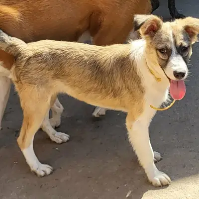 Selena – Mischling, Im Tierheim Animal Souls e.V.