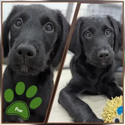 Fruit and Veggies – Labradoodle (Labrador x Pudel) Welpe, Niedersachsen, Raised by ChocoDoodle