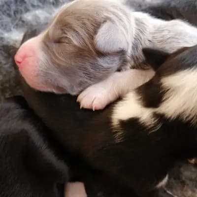 Mike – Bearded Collie Welpe, Sachsen, 由...饲养 Heart Diamond Bearded Collies