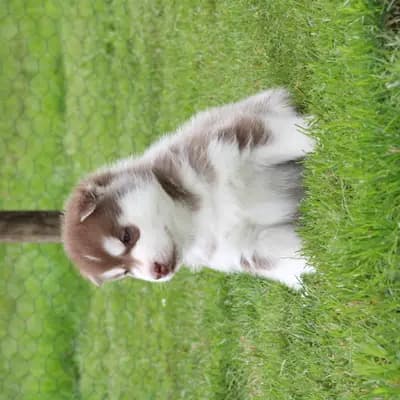 Bright Little Bear Beggin For Trouble – Siberian Husky Welpe, Niedersachsen, 由...饲养 Bright Little Bear