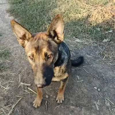 ZUZI – 德国牧羊犬, Baden-Württemberg, Im Tierheim Animal Souls e.V.