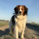 Foto der Rasse Nederlandse Kooikerhondje