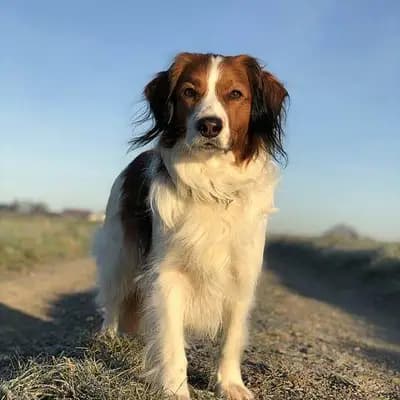 Nederlandse Kooikerhondje – Hunderasse