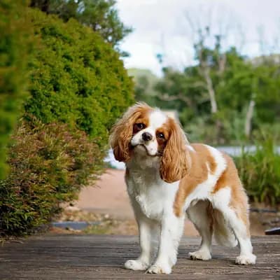 Cavalier King Charles Spaniel – Hunderasse