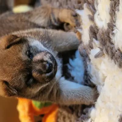 B- vom hundecampus – Shiba Inu Welpe, Salzburg, 由...饲养 Shiba Inu vom hundecampus