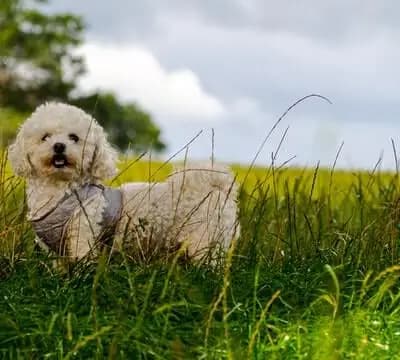 Bichon Frisé – Hunderasse