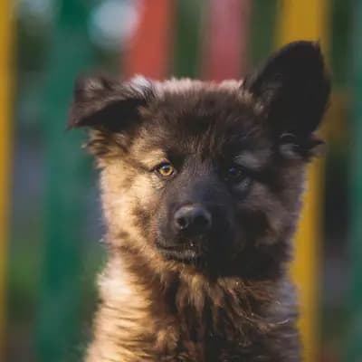 Alban – Deutscher Schäferhund Welpe, Berlin, 由...饲养 Beispiel-Profil
