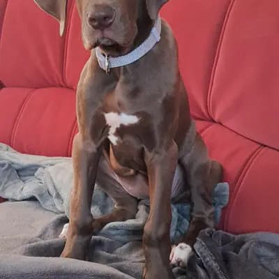 M-Wurf – 大丹犬 Wurf, Thuringia, 由...饲养 Deutsche Doggen von AmasuDiamonds