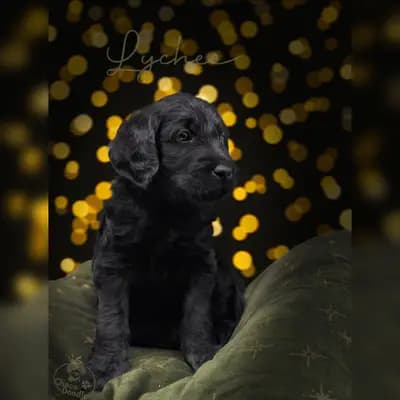 Lychee – Labradoodle (Labrador x Pudel) Welpe, Niedersachsen, Raised by ChocoDoodle