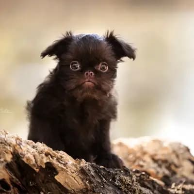 Zwerggriffon Rüde mit Ahnentafel – Brüsseler Griffon Welpe, Bayern, 由...饲养 vom Kalten Brunnen